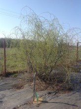 image (2)41